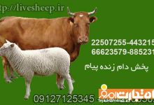 گوسفند زنده: زیبایی و احساس صمیمیت با طبیعت