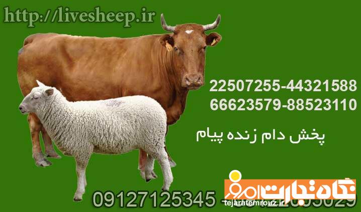گوسفند زنده: زیبایی و احساس صمیمیت با طبیعت