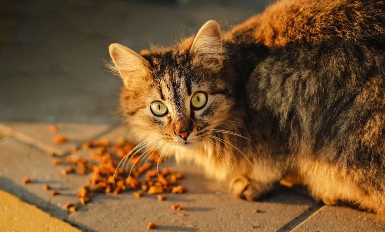 خرید غذای گربه: راهنمای جامع برای پرورشگاه ها و صاحبان حیوان خانگی