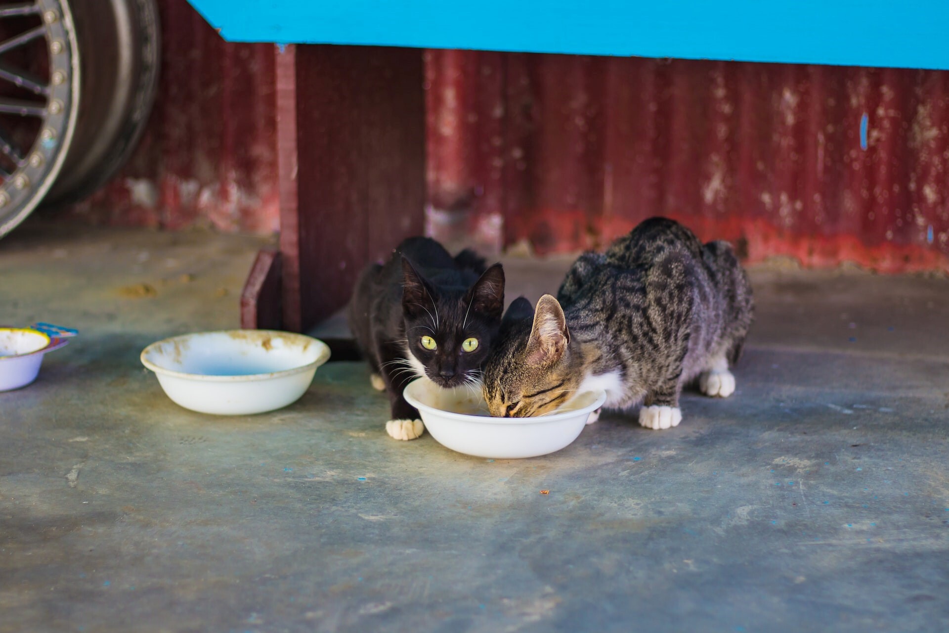 خرید غذای گربه: راهنمای جامع برای پرورشگاه ها و صاحبان حیوان خانگی