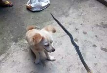 سگ وفادار با مرگ خود جان صاحبش را نجات داد +تصاویر