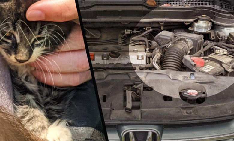 گربه ای که با ماشین سفر کرد! + عکس