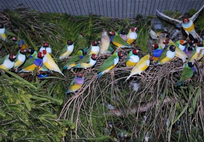 بازار پرنده‌ فروشان تهران