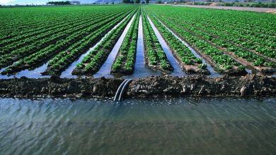 جریمه ۴۰۰ میلیونی کشاورزان به بهانه اضافه برداشت آب