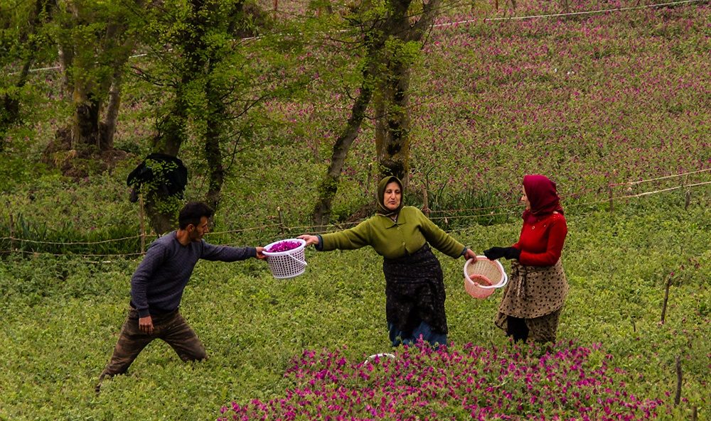 مزرعه بنفش در ایران!