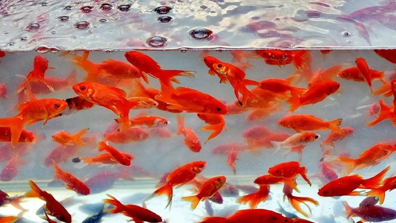 اکسیژن پرورش ماهی قرمز در آکواریوم