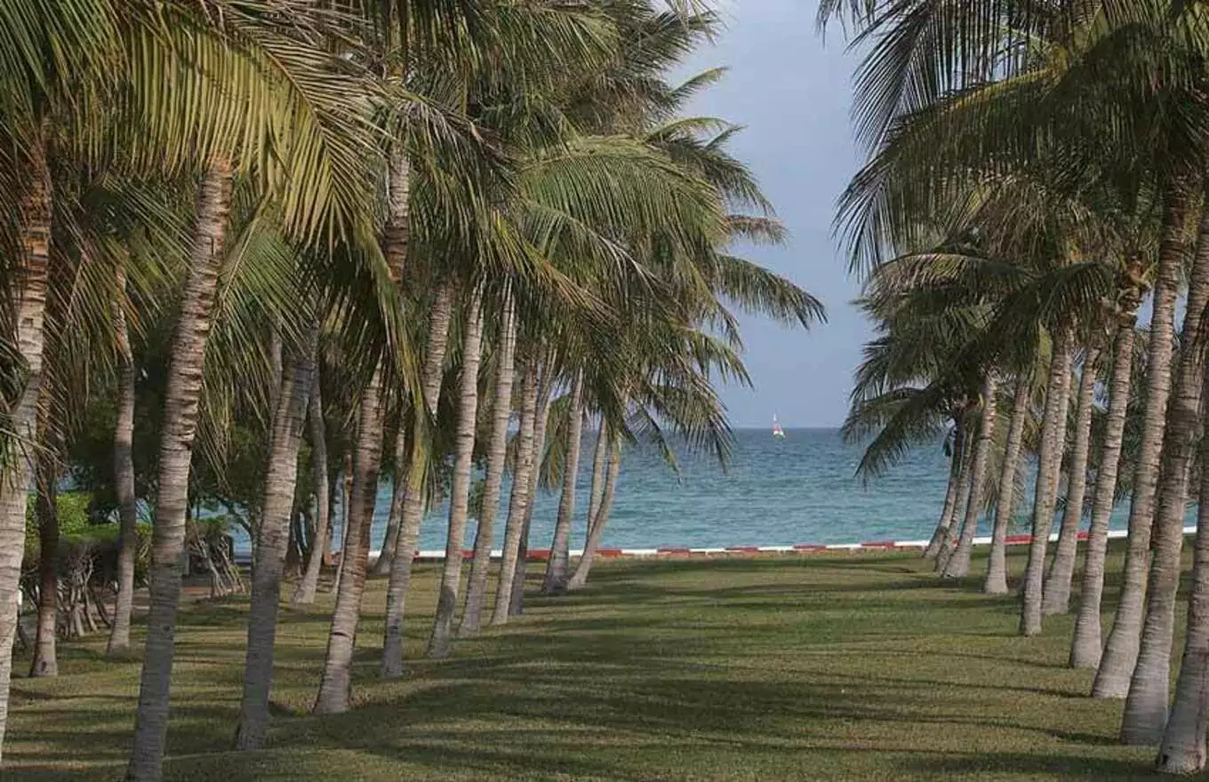 ساحل درختان نارگیل در کیش