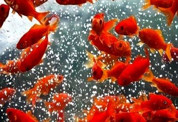 پرورش ماهی قرمز عید در استخر