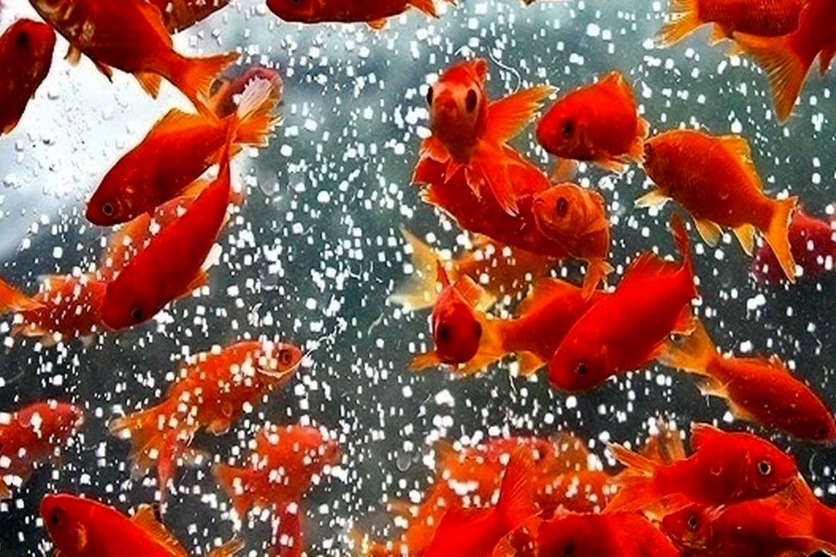 پرورش ماهی قرمز عید در استخر