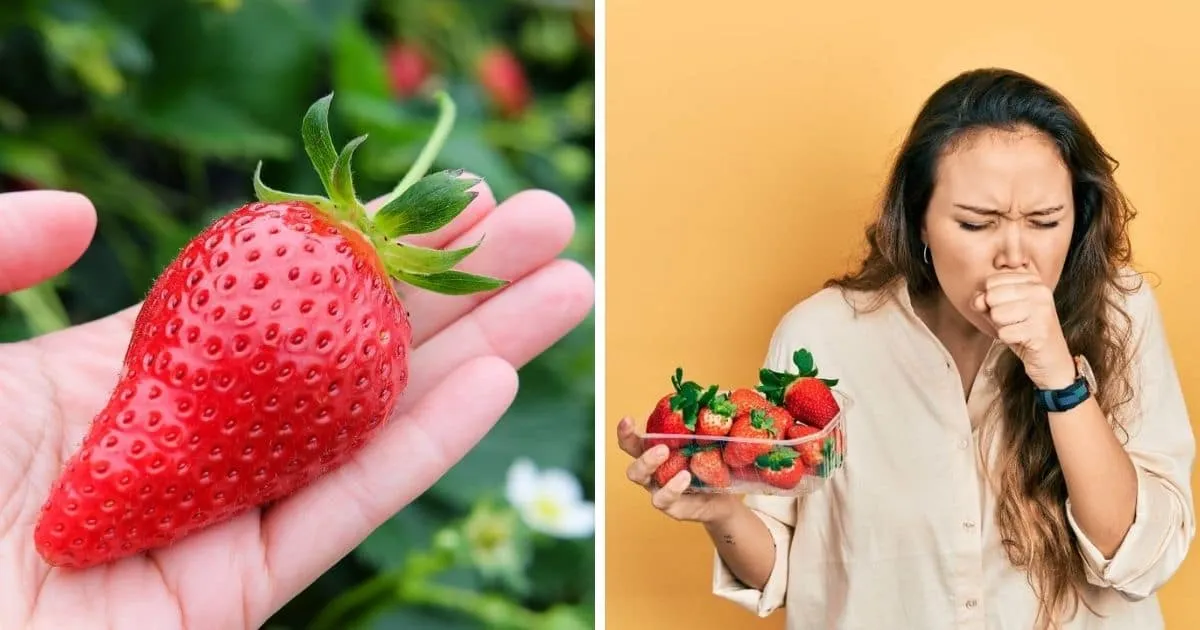میوه های آلرژی زا در تابستان به توت فرنگی 