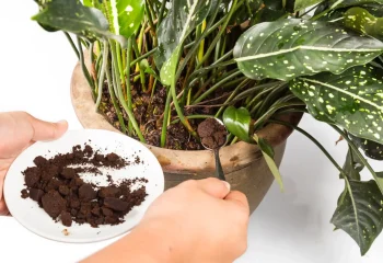 بهترین کود برای گیاهان آپارتمانی