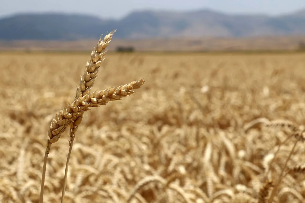 فرمول جدید تعیین نرخ گندم اعلام شد | گندمکاران بخوانند!