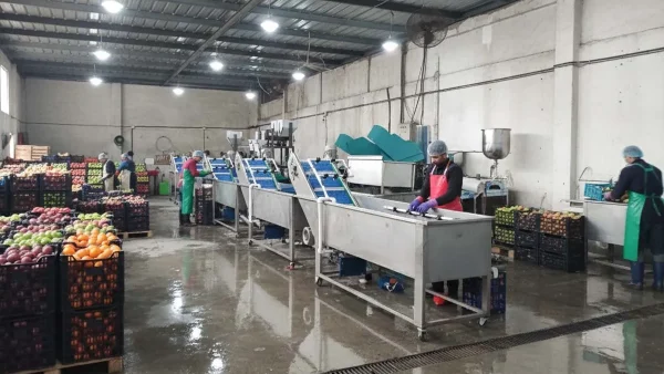 با چه بودجه ای میتوان یک خط شستشوی سبزی راه اندازی کرد؟