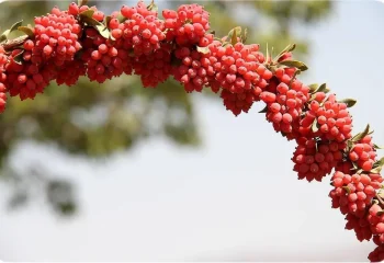 صادرات چشمگیر زرشک ایران به ۱۶ کشور