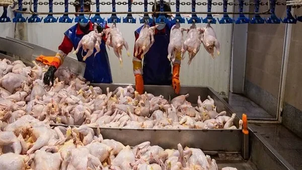 آیا مرغ ارزان شد؟ جزئیات