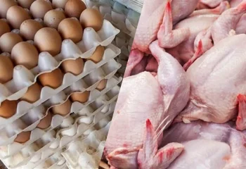 عرضه مرغ و تخم مرغ