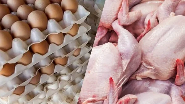 عرضه مرغ و تخم مرغ