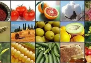 صادرات ۱۵ محصول کشاورزی دوباره کلید خورد