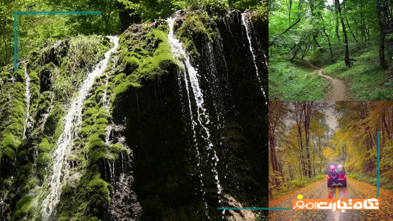 جنگل پاسند کجاست؟ + آدرس، مسیر دسترسی، عکس و بهترین زمان سفر